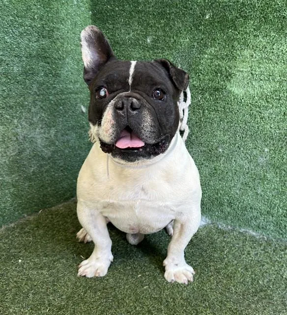 An adult small-sized male French Bulldog dog named Luther for adoption in Lancaster, CA