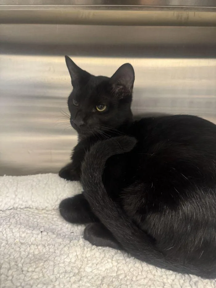 A young small-sized male Black Domestic Short Hair cat named Pickles for adoption in Hilton Head Island, SC
