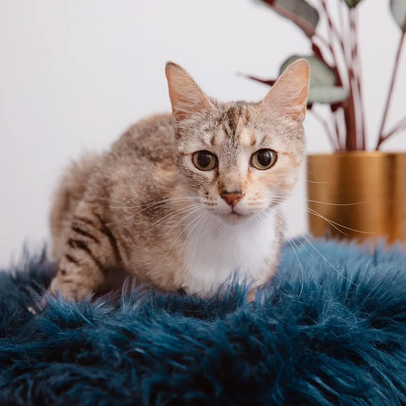 An adult medium-sized female Domestic Short Hair cat named Odelina for adoption in Los Angeles, CA