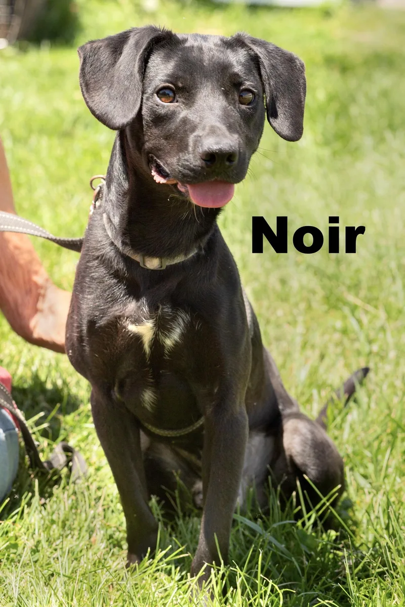 A young medium-sized male Black Mixed Breed dog named Noir for adoption in Macomb, IL
