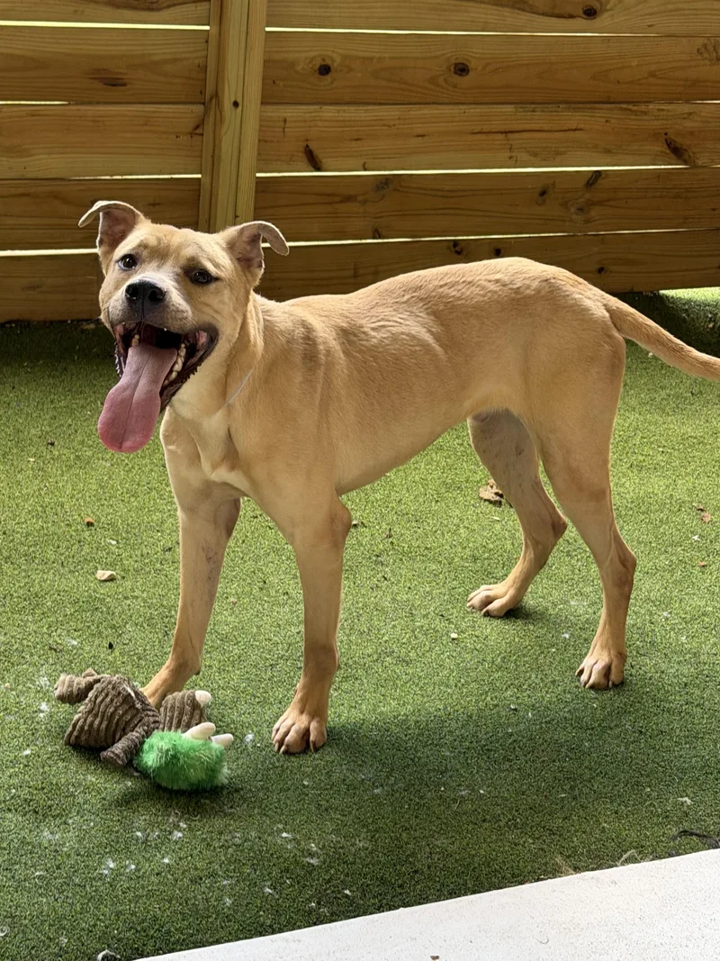 An adult large-sized male Great Dane dog named Rocky for adoption in fennville, MI