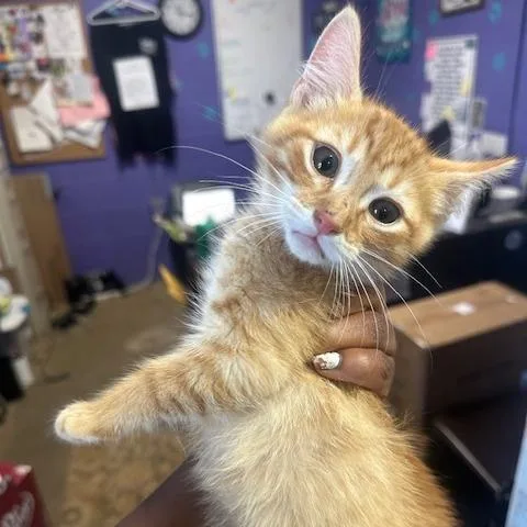 A baby small-sized male Orange / Red Domestic Short Hair cat named Rook for adoption in Enterprise, AL