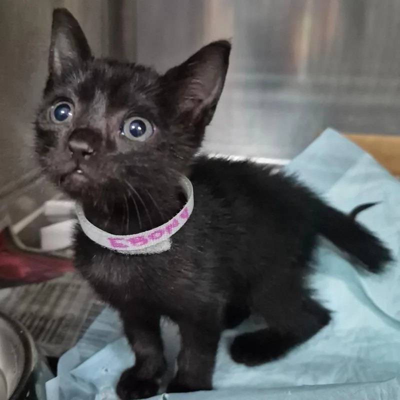A baby small-sized female Black Domestic Short Hair cat named Ebony for adoption in Vieques, PR