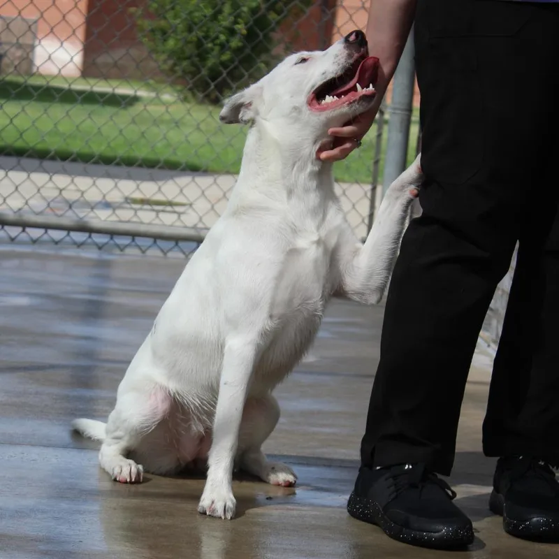 A young medium-sized female White / Cream Cattle Dog dog named Bean for adoption in McPherson, KS