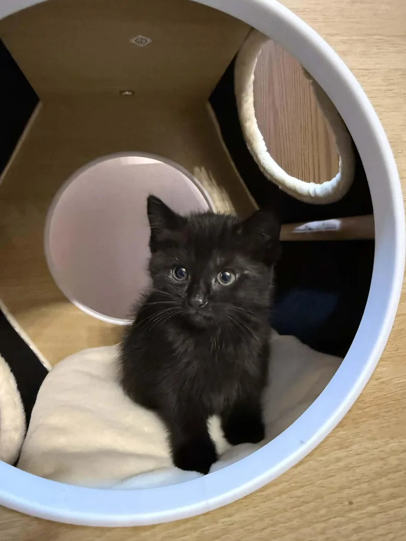 A baby medium-sized female Domestic Short Hair cat named Fi for adoption in Fulton, NY