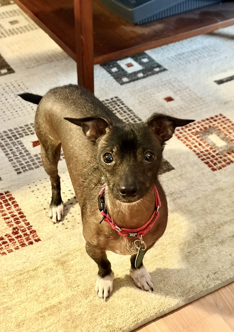 An adult small-sized male Xoloitzcuintli / Mexican Hairless dog named Big Poppa for adoption in Brooklyn, NY