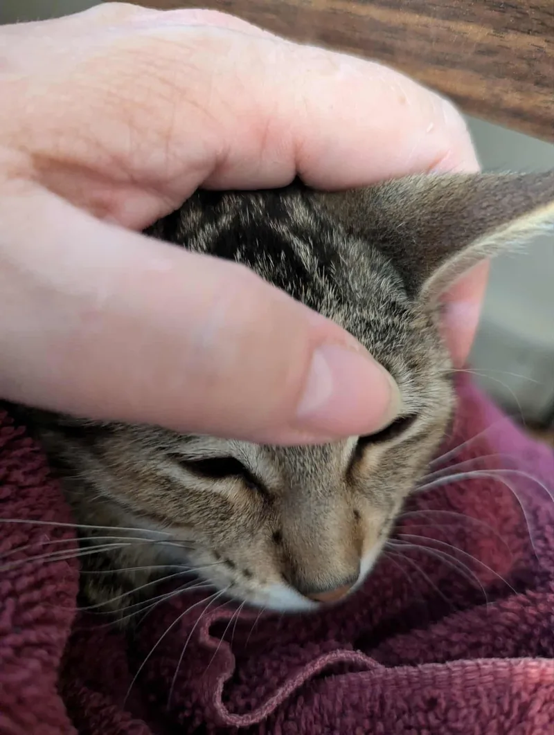 Sable Md thumbnail 2