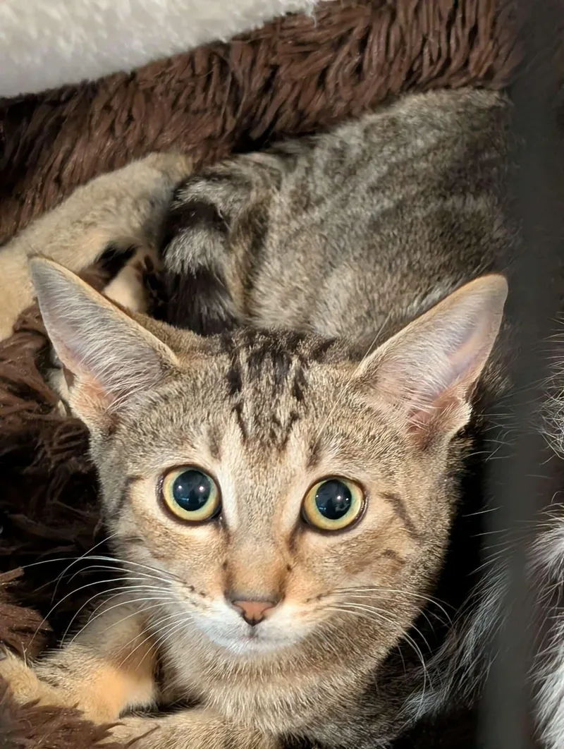 Sable Md thumbnail 3