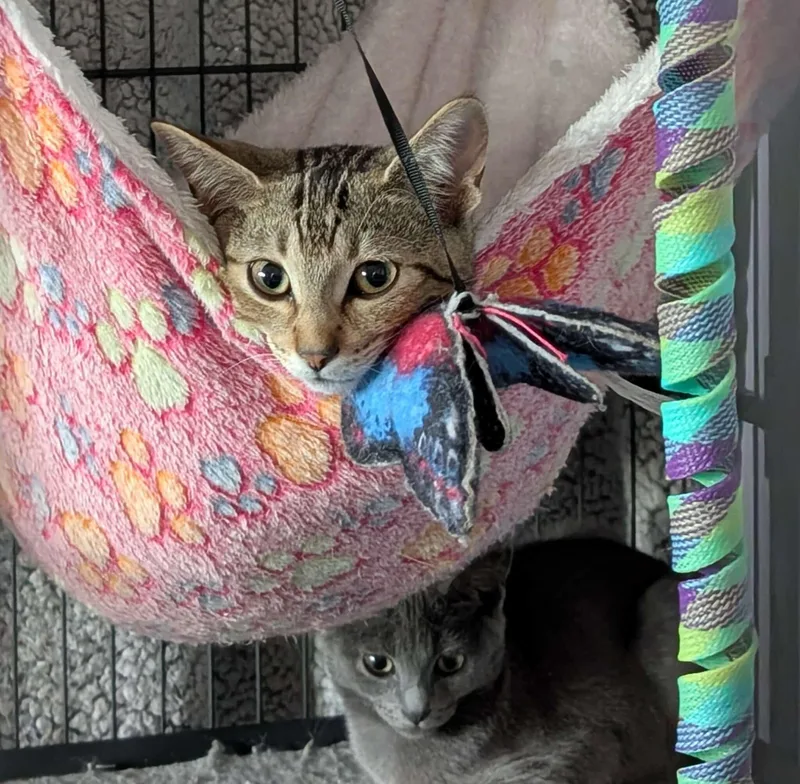 Sable Md thumbnail 4