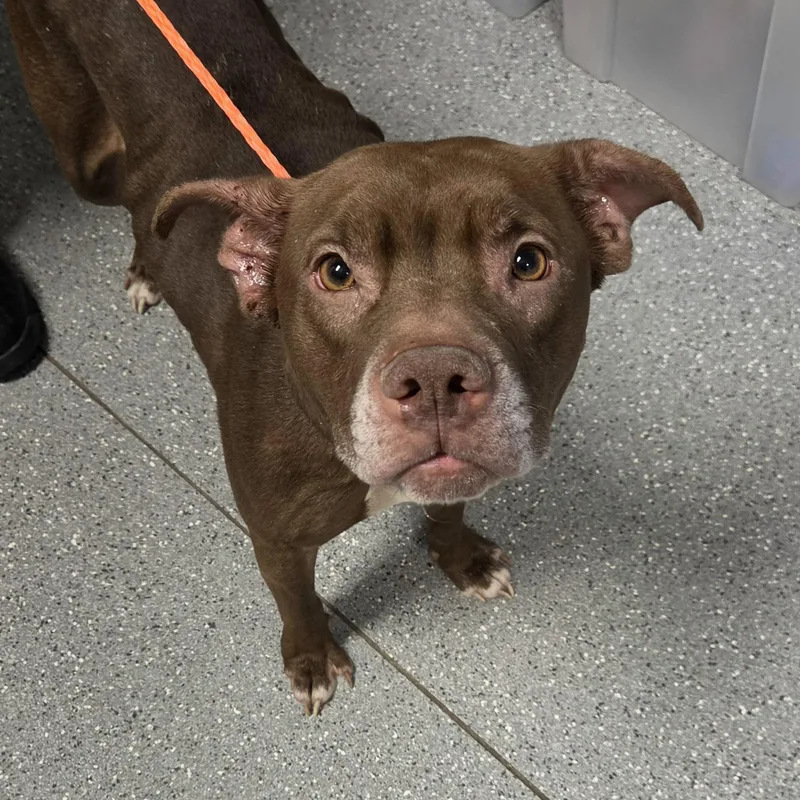 A senior medium-sized female Brown / Chocolate Pit Bull Terrier dog named Piggie for adoption in Watertown, NY