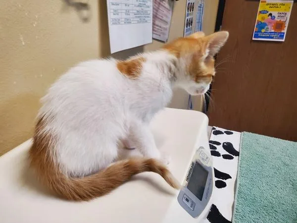 A baby medium-sized male Domestic Short Hair cat named Julius for adoption in Oceanside, CA