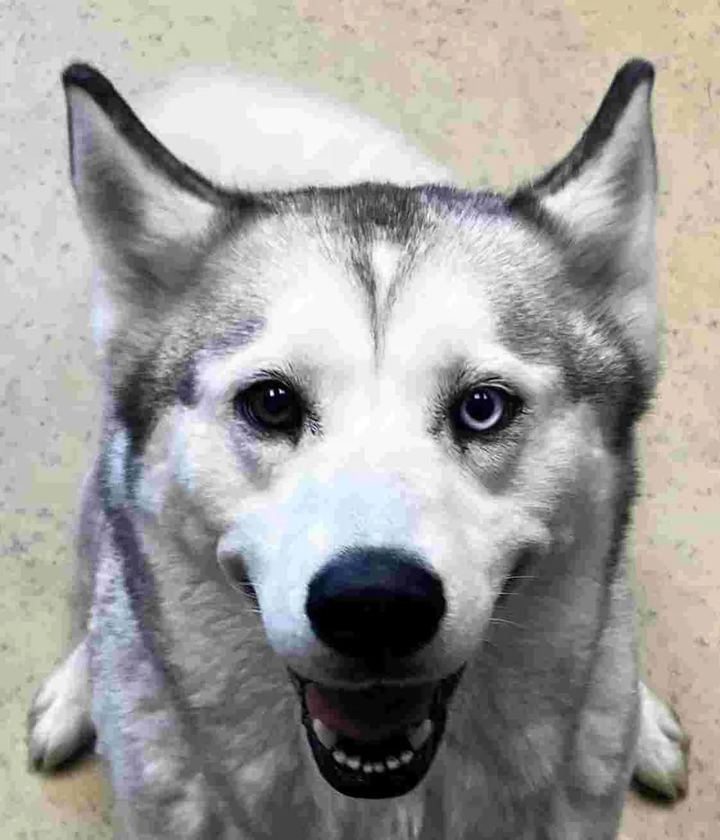 An adult medium-sized female Gray / Blue / Silver Shiba Inu dog named Sandy Rae for adoption in New Castle, IN