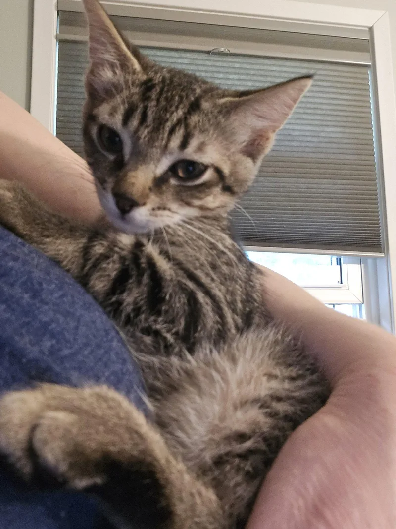 Finley