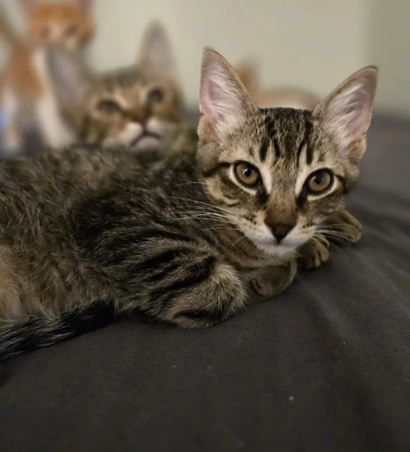 Finley thumbnail 2