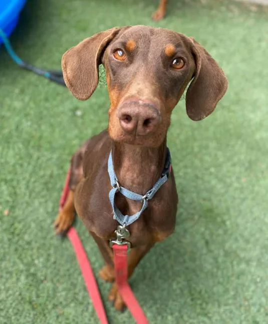 An adult large-sized female Brown / Chocolate Doberman Pinscher dog named Penny Pinscher for adoption in Sedalia, CO