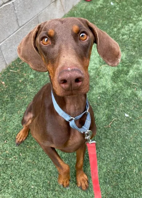 Penny Pinscher thumbnail 3