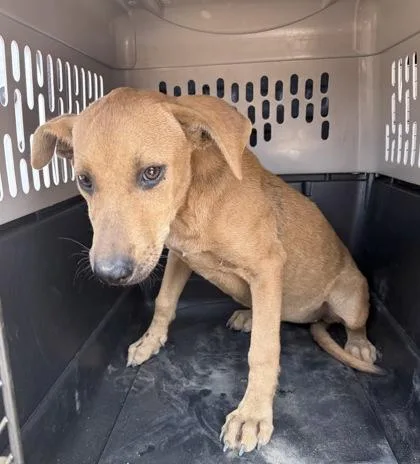 A baby small-sized female Shepherd dog named Blossom for adoption in Fresno, CA