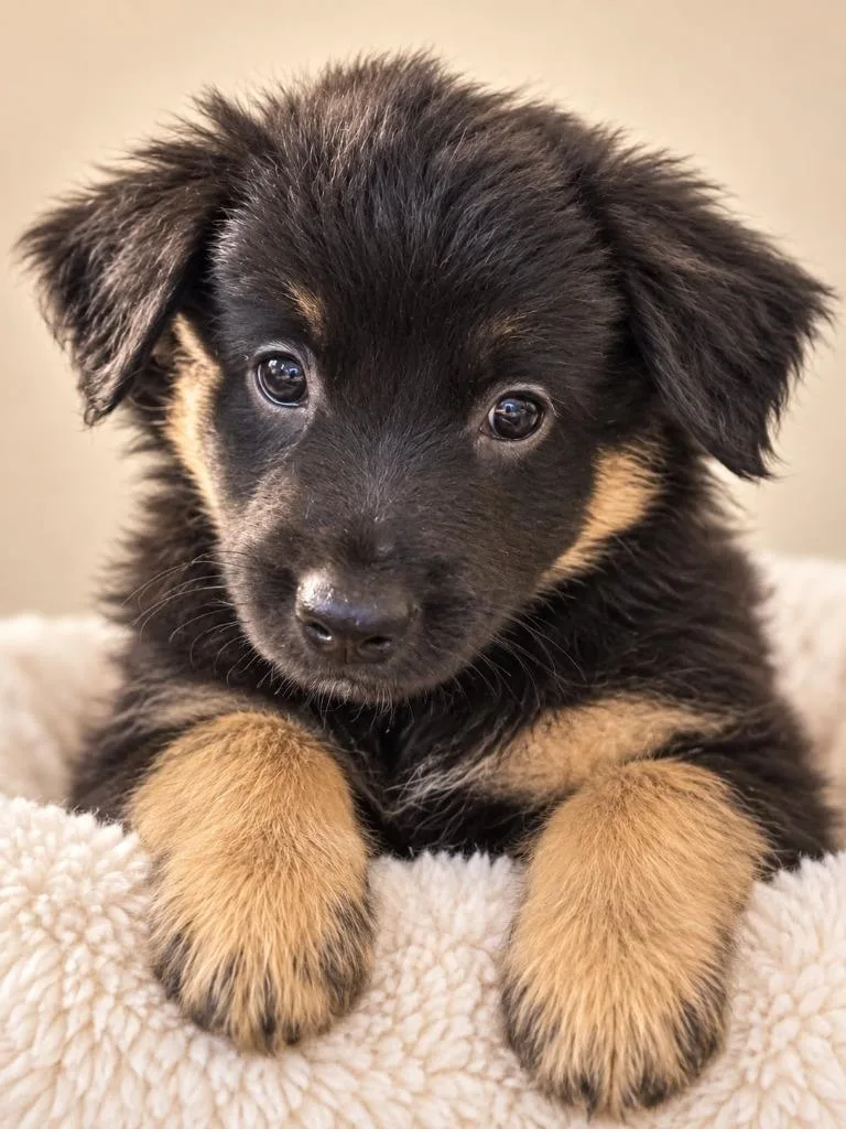 A baby medium-sized female Mixed Breed dog named Salem for adoption in Mesa, AZ