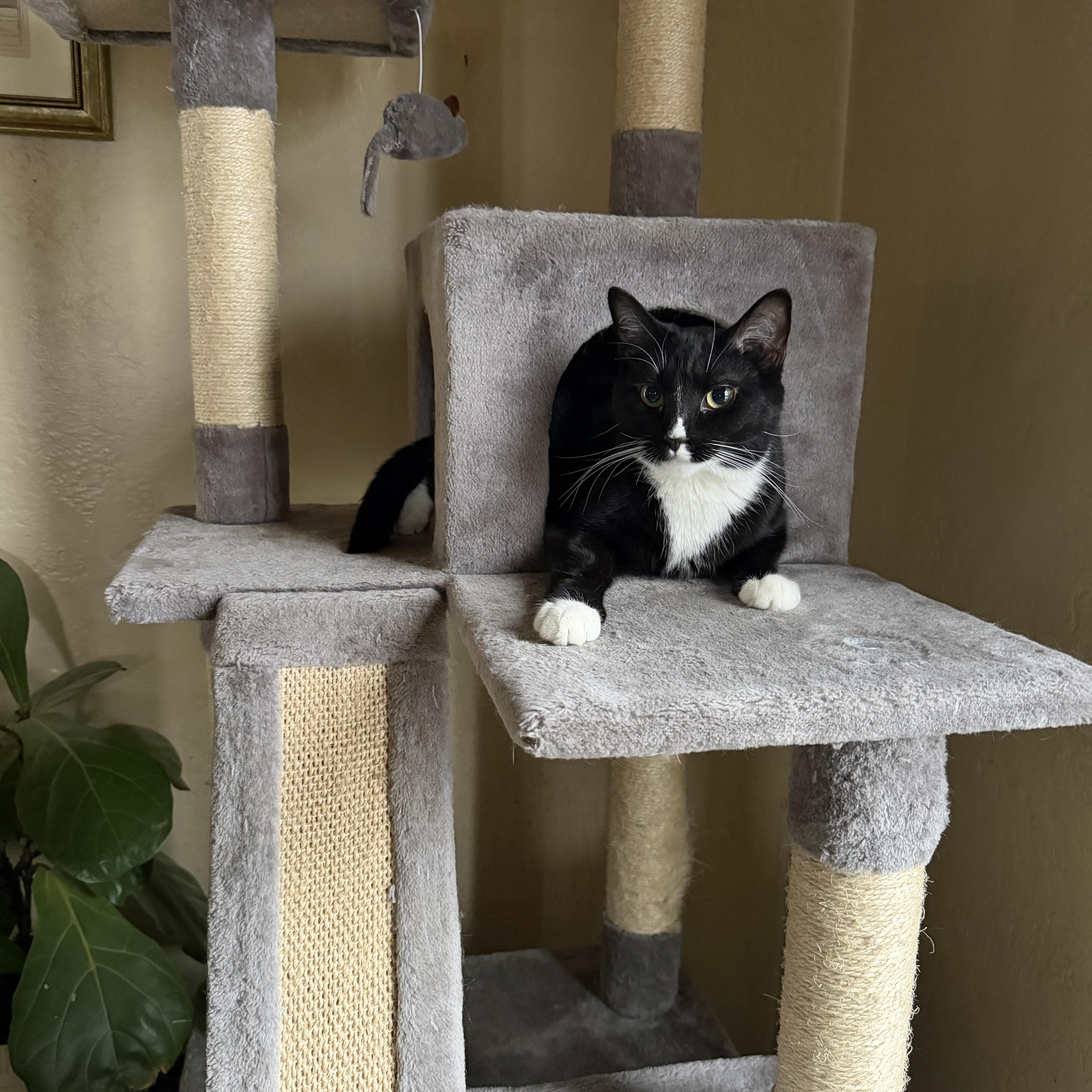 A young medium-sized male Black & White / Tuxedo Domestic Short Hair cat named Sirius for adoption in Verona, PA
