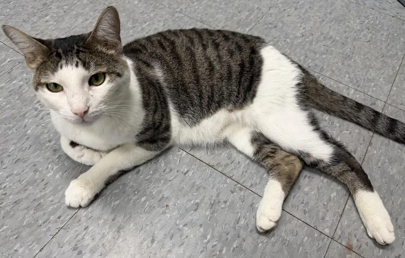 A senior medium-sized male Tabby (Gray / Blue / Silver) Domestic Short Hair cat named Bob for adoption in Weatherford, TX