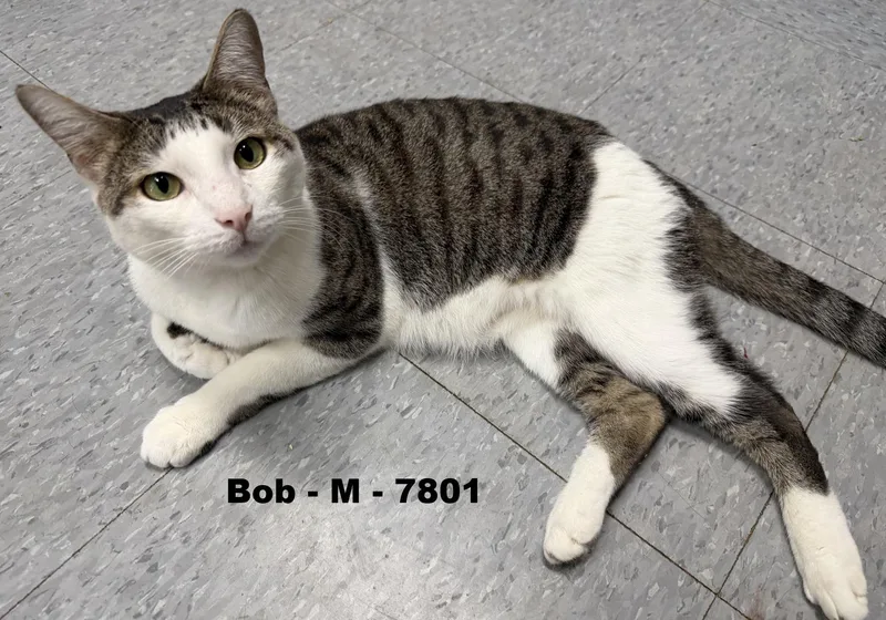 Bob thumbnail 2