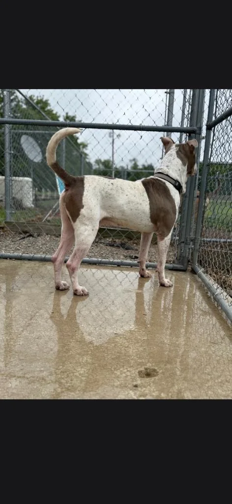 An adult large-sized male Pit Bull Terrier dog named Madoc for adoption in Syracuse, IN