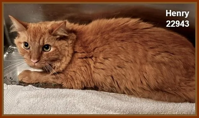 An adult medium-sized male Domestic Long Hair cat named Henry for adoption in Marietta, GA