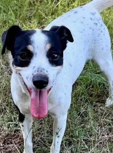 A baby small-sized female Bicolor Rat Terrier dog named Tally for adoption in Jackson, LA