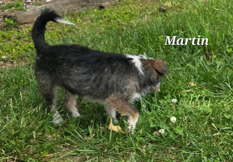 An adult small-sized male Tricolor (Brown, Black, & White) Wire Fox Terrier dog named Martin for adoption in Middletown, CT