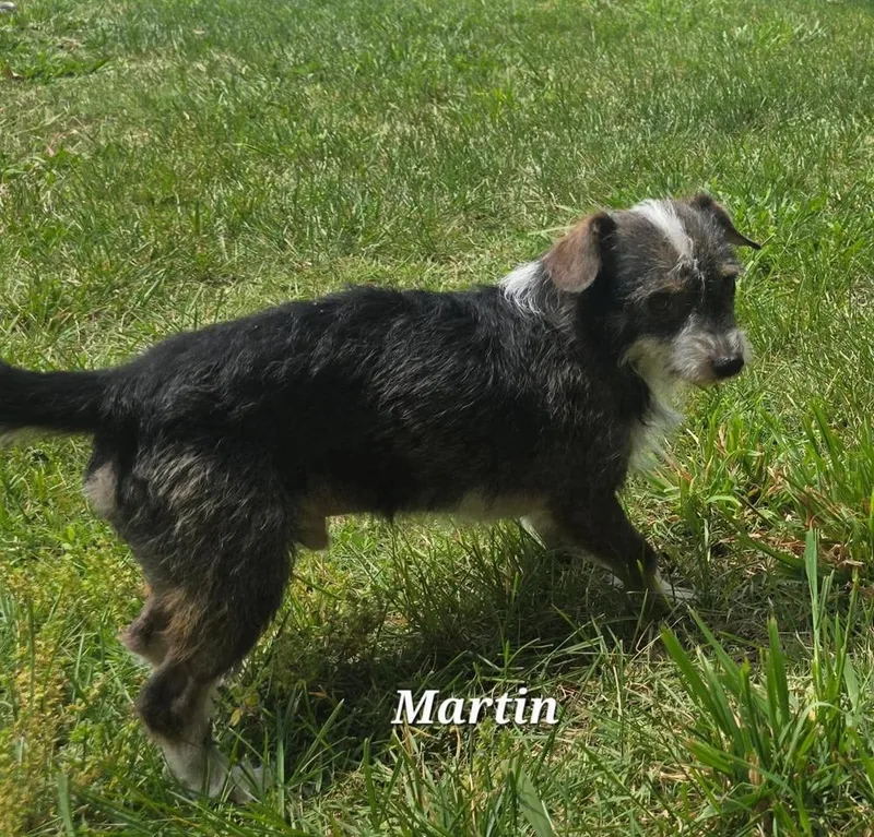 Martin thumbnail 2