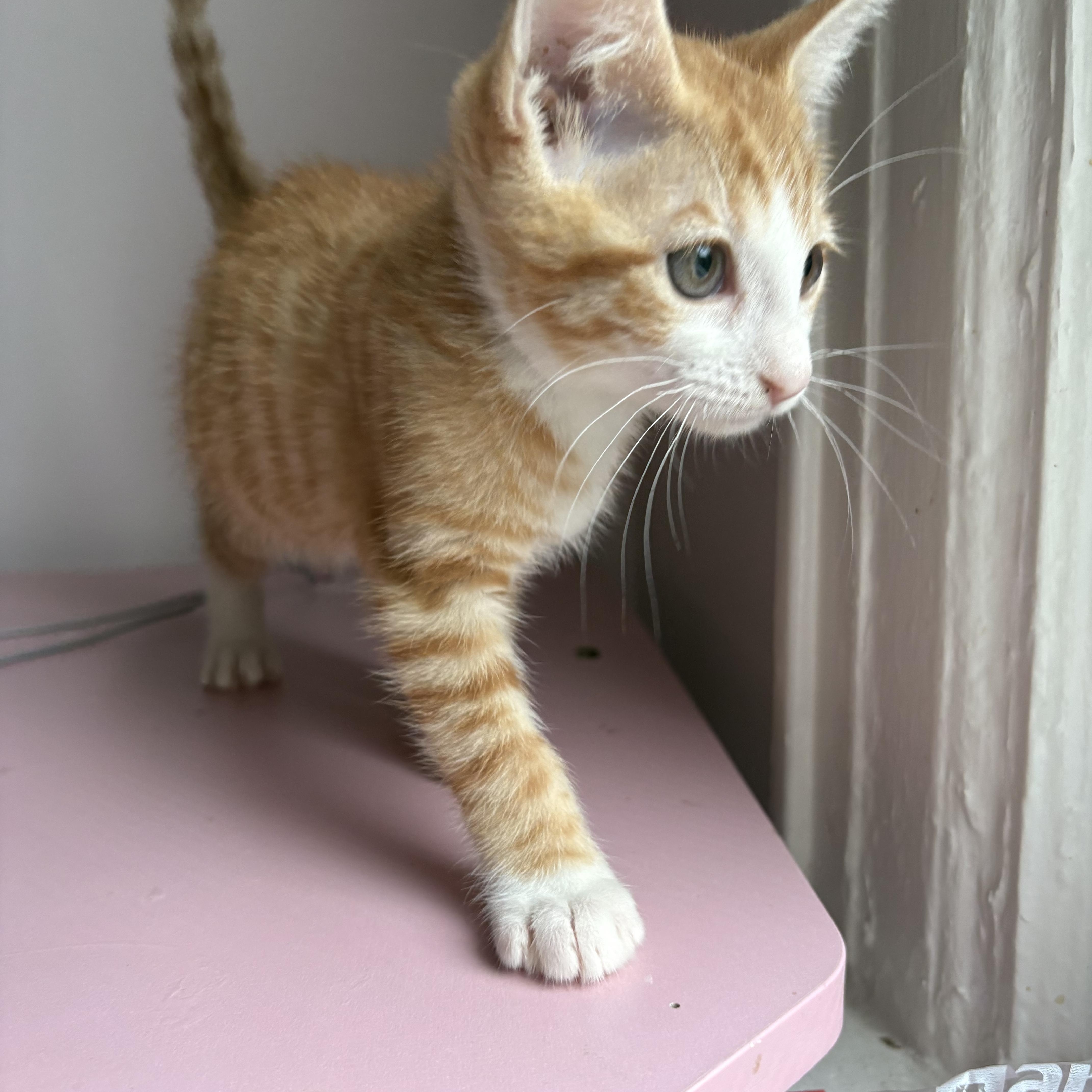 A baby medium-sized female Tabby (Orange / Red) Tabby cat named Magnolia for adoption in Roslyn Heights, NY
