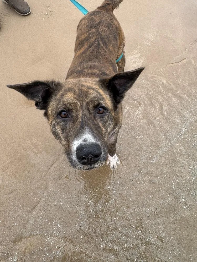 An adult large-sized female Mixed Breed dog named Honey for adoption in Lansing, MI
