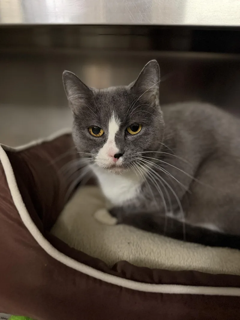 A senior medium-sized female Domestic Short Hair cat named Pawla for adoption in West Haven, CT