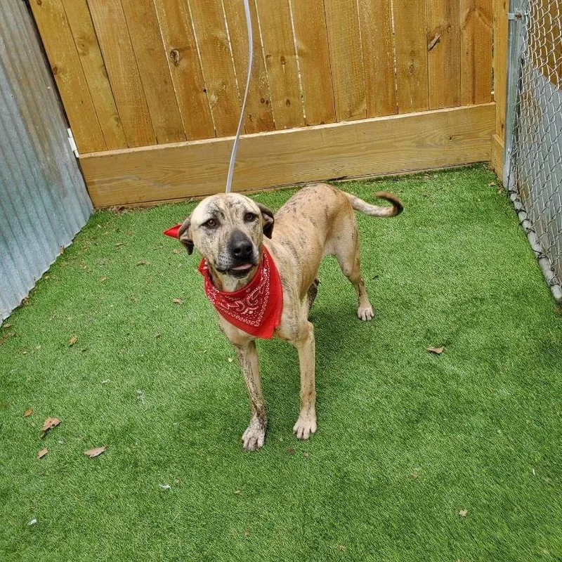 An adult large-sized female Brindle American Staffordshire Terrier dog named Daisy for adoption in Oak Point, TX