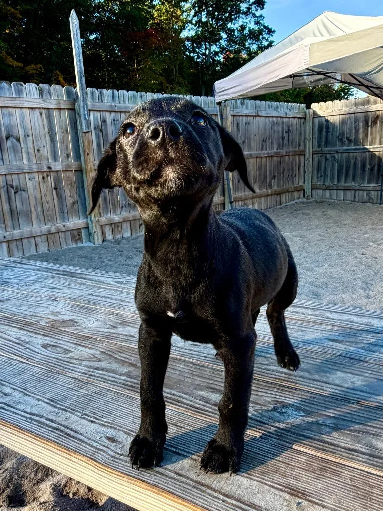 A baby small-sized female Labrador Retriever dog named Np for adoption in Muskegon, MI