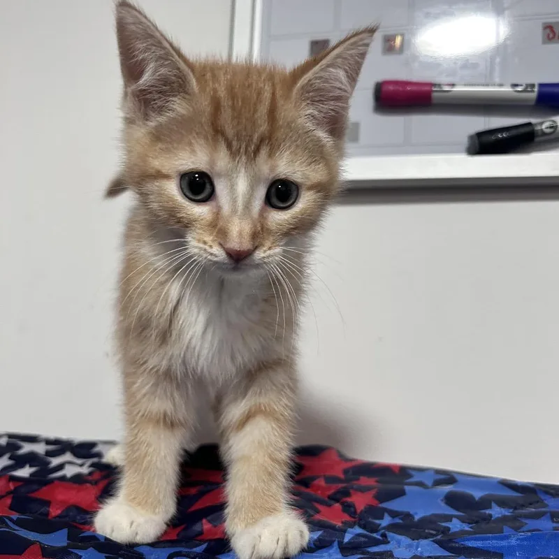 A baby small-sized male Orange / Red Domestic Short Hair cat named Axiom for adoption in Fredericksburg, VA