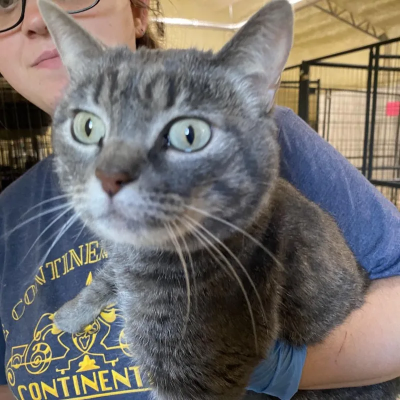 A young medium-sized female Gray / Blue / Silver Domestic Short Hair cat named Natasha for adoption in Hattiesburg, MS