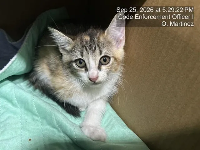 A baby small-sized female Domestic Medium Hair cat named A for adoption in Naples, FL