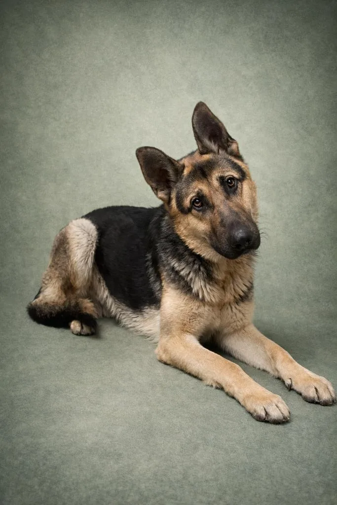 A young medium-sized male German Shepherd Dog dog named Rafiki for adoption in Florence, SC