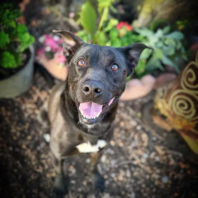 A young large-sized male Labrador Retriever dog named Buddy for adoption in Alameda, CA