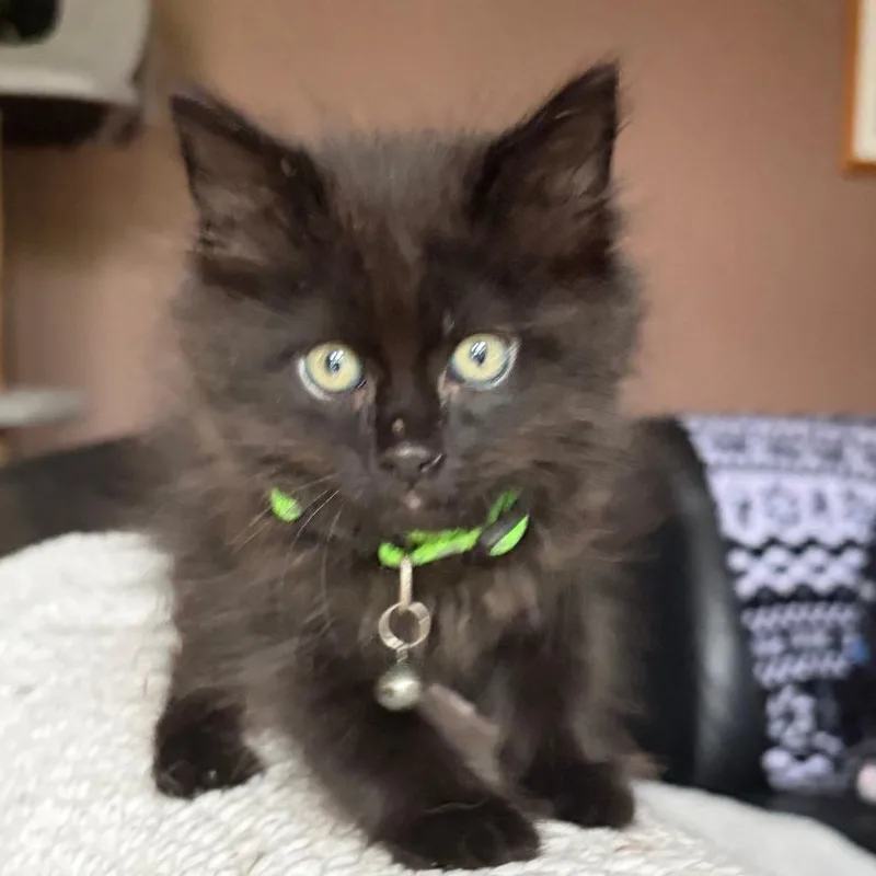 A baby small-sized male Smoke Domestic Medium Hair cat named Cosmo for adoption in Pleasanton, CA