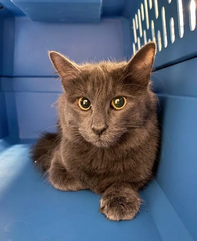 An adult small-sized female Gray / Blue / Silver Domestic Short Hair cat named Tiggy for adoption in Cincinnati, OH