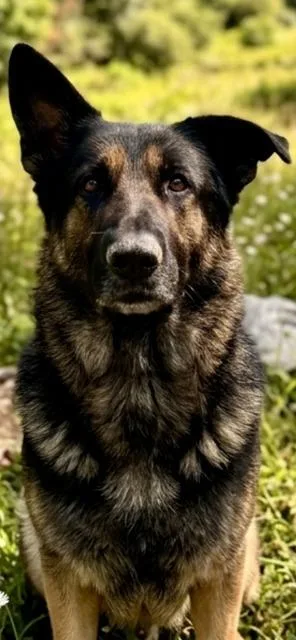 An adult extra large-sized male German Shepherd Dog dog named Bear for adoption in Newaygo, MI