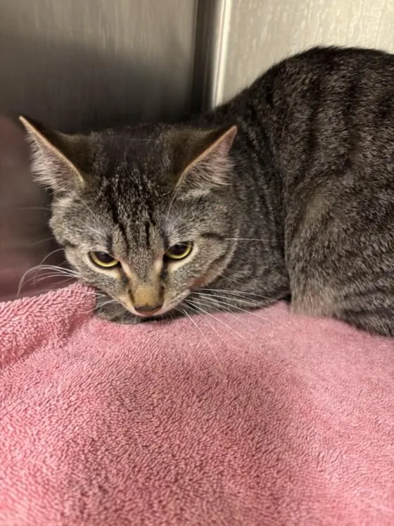 A young small-sized male Domestic Short Hair cat named Fritz for adoption in Hagerstown, MD