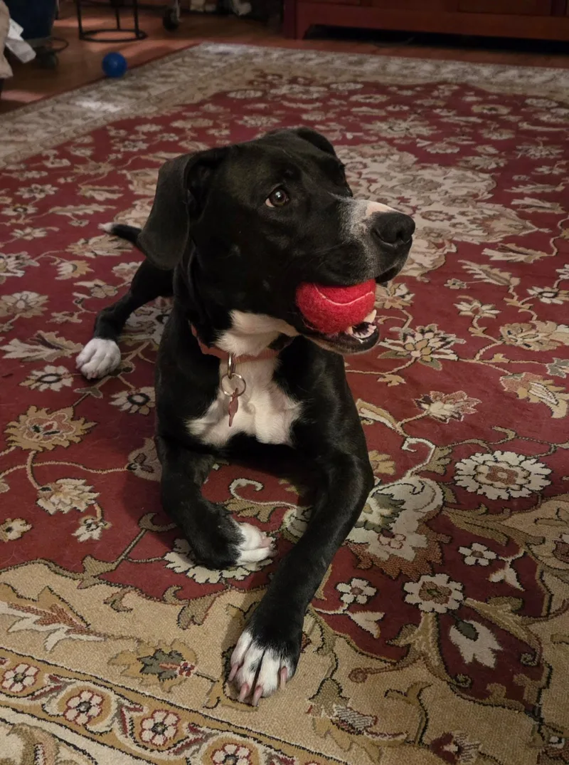 A young medium-sized female Black Labrador Retriever dog named Nyla for adoption in Medina, OH