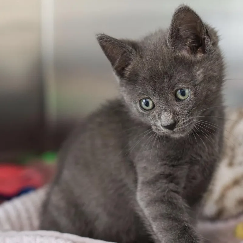 A baby small-sized male Gray / Blue / Silver Domestic Short Hair cat named Lenny for adoption in Los Angeles, CA