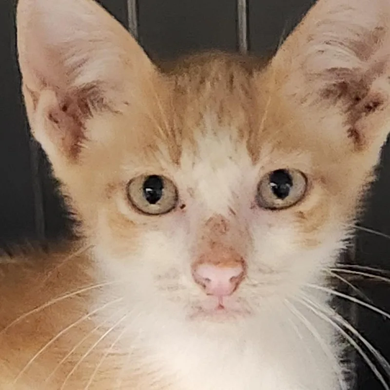 A baby small-sized male Domestic Short Hair cat named Chaos K for adoption in Corsicana, TX