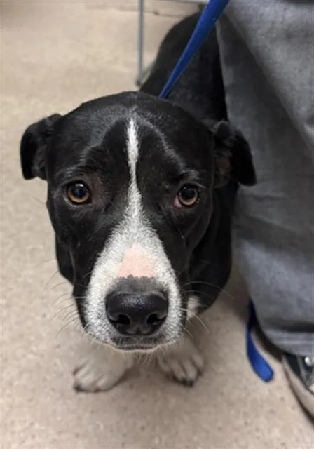 A young medium-sized male Basset Hound dog named Poncho for adoption in Bakersfield, CA