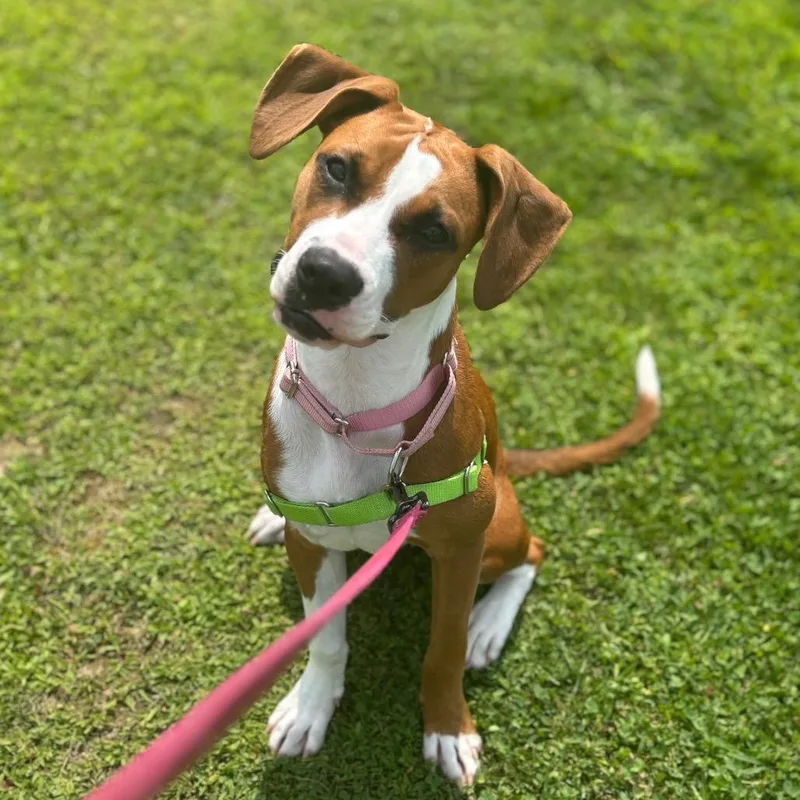 A young medium-sized female Red / Chestnut / Orange Mixed Breed dog named Pattycake for adoption in Dover, NH