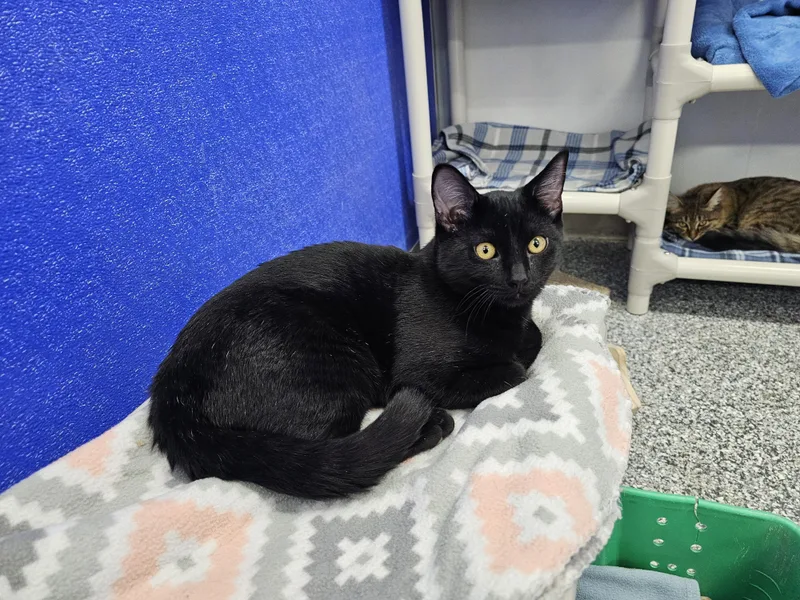 A baby medium-sized male Black Domestic Short Hair cat named Aries for adoption in Dunkirk, NY